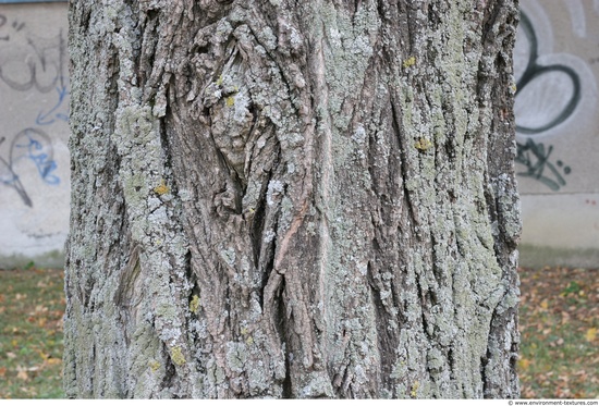 Tree Bark