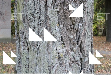 Tree Bark