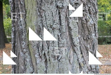 Tree Bark