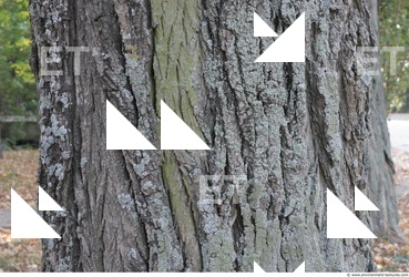 Tree Bark