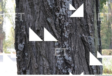 Tree Bark