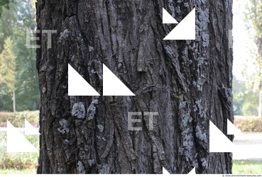 Tree Bark