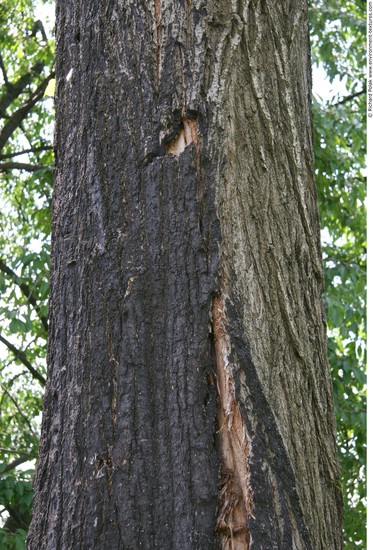 Tree Bark