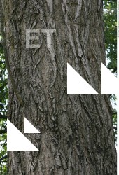 Tree Bark