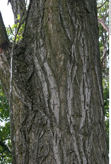 Tree Bark