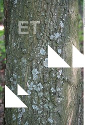 Tree Bark