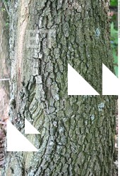 Tree Bark