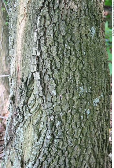 Tree Bark