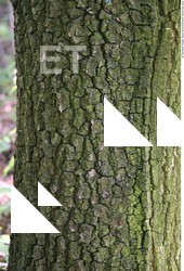 Tree Bark