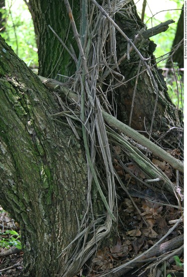 Tree Bark