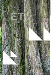 Tree Bark