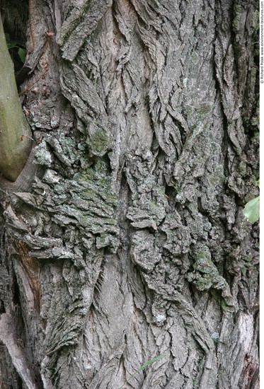 Tree Bark