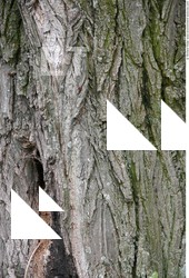 Tree Bark