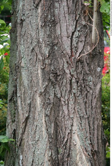 Tree Bark