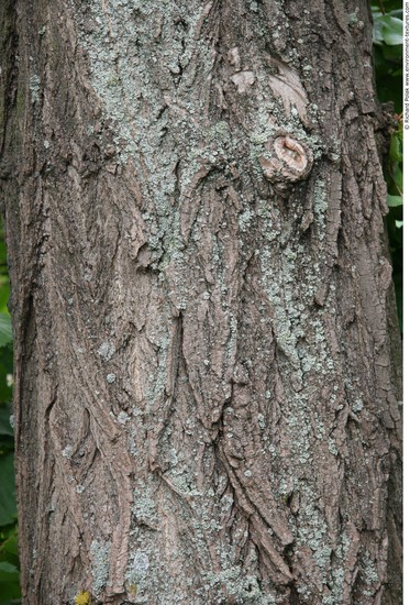 Tree Bark