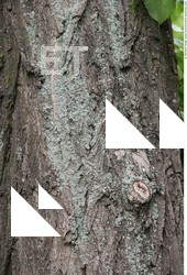 Tree Bark