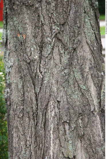 Tree Bark