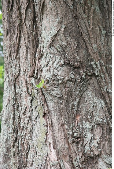 Tree Bark