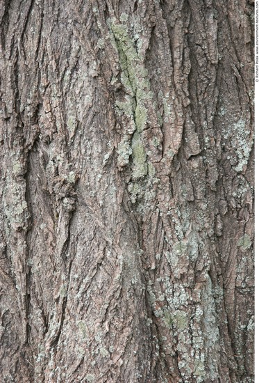 Tree Bark