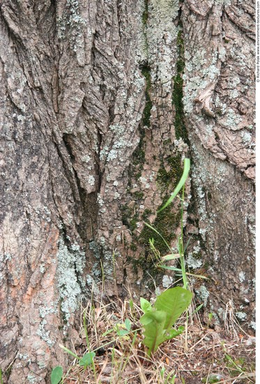 Tree Bark