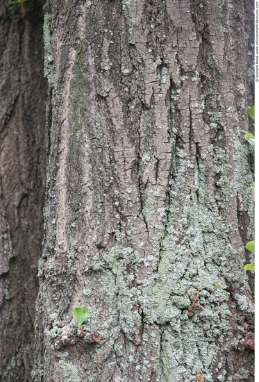 Tree Bark