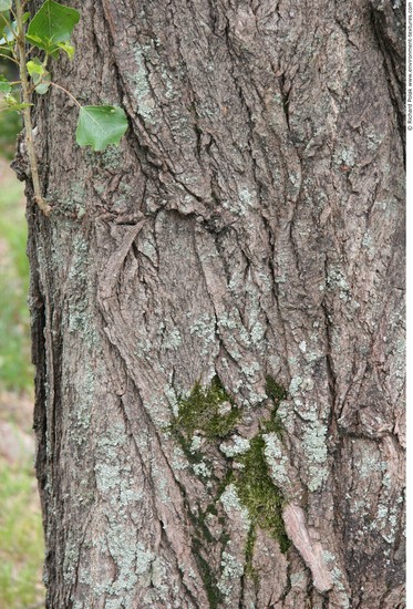 Tree Bark