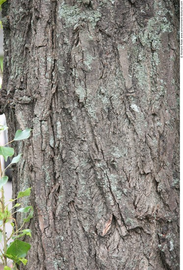 Tree Bark