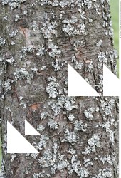 Tree Bark