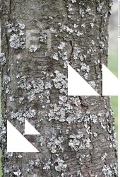 Tree Bark
