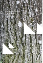Tree Bark
