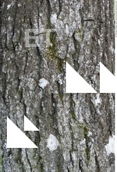 Tree Bark