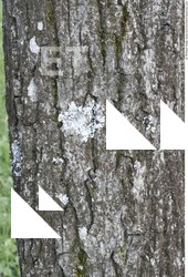 Tree Bark