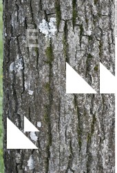 Tree Bark