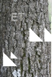 Tree Bark