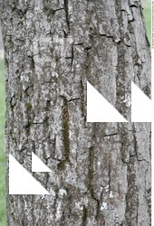 Tree Bark