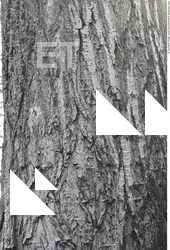 Tree Bark
