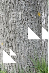 Tree Bark