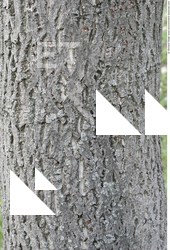 Tree Bark