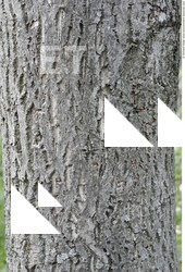 Tree Bark