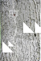 Tree Bark