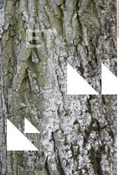 Tree Bark