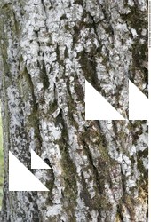 Tree Bark