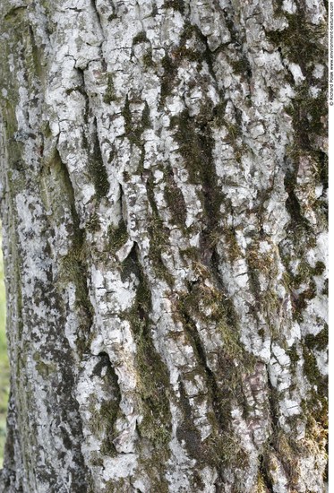 Tree Bark