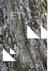 Tree Bark