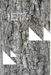 Tree Bark
