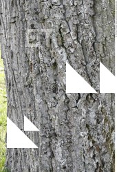 Tree Bark