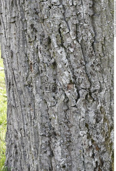 Tree Bark