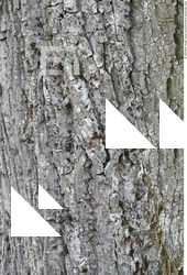 Tree Bark