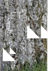 Tree Bark