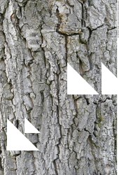 Tree Bark